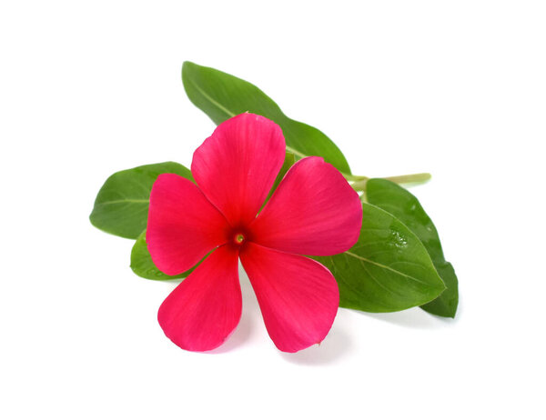 красивый цветок Periwinkle изолированы на белом фоне