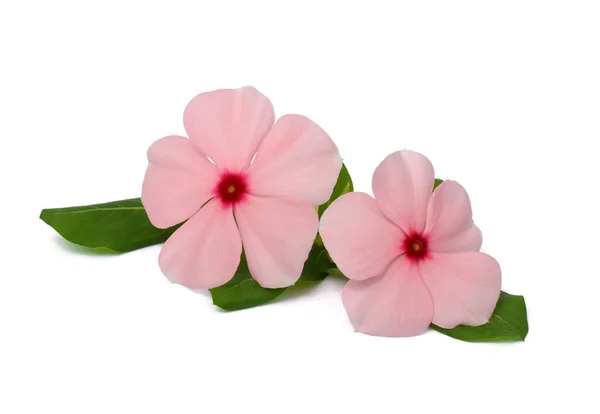 Beautiful Pink Periwinkle Flower Isolated White Background — Stock Photo, Image