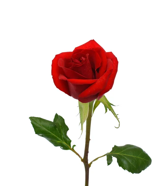 Vacker Röd Ros Blomma Isolerad Vit Bakgrund — Stockfoto
