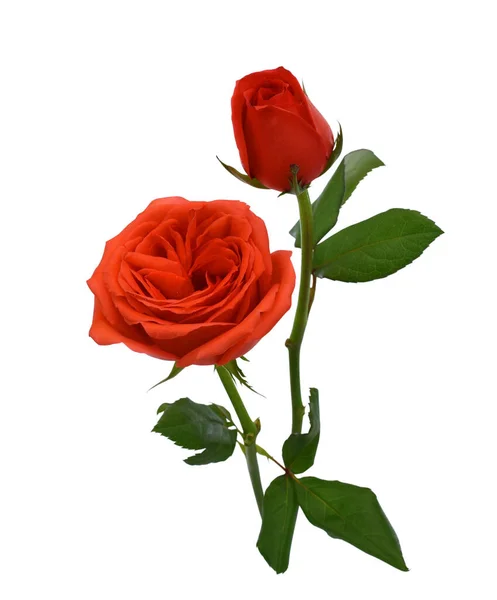 Güzel kırmızı gül çiçeği beyaz arkaplanda izole edilmiş.