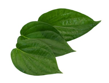 Beyaz arkaplanda yeşil betel yaprağı izole