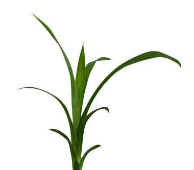 Taze Pandan yaprakları beyaz arkaplanda izole