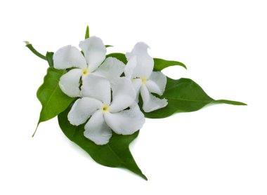 Beyaz arka planda izole edilmiş güzel sampaguita çiçekleri