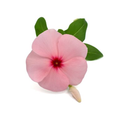 Güzel Periwinkle çiçeği beyaz arkaplanda izole edilmiş