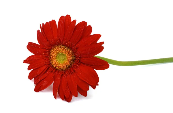 Gyönyörű Piros Gerbera Virág Elszigetelt Fehér Háttér — Stock Fotó