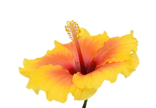 Hermosa Flor Hibisco Amarillo Aislado Sobre Fondo Blanco — Foto de Stock