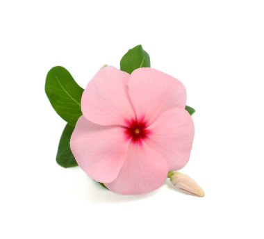 Güzel Periwinkle çiçeği beyaz arkaplanda izole edilmiş