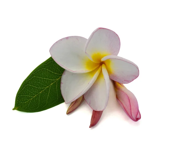 Bela Flor Rubra Plumeria Rosa Isolado Fundo Branco — Fotografia de Stock