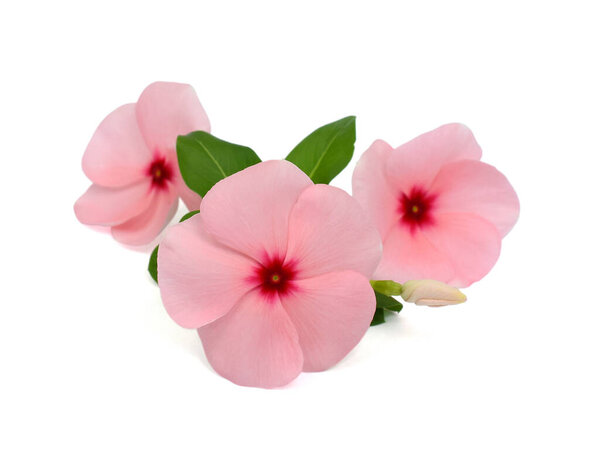 красивый цветок Periwinkle изолированы на белом фоне