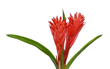 Güzel Kırmızı Bromeliad Çiçeği beyaz arkaplanda izole edilmiş