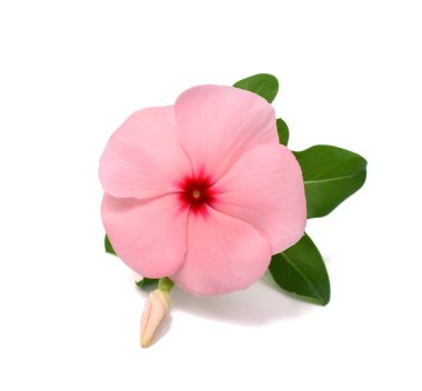 Güzel pembe Periwinkle çiçeği beyaz arkaplanda izole edilmiş.