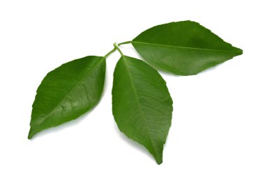 Beyaz arkaplanda yalıtılmış kireç yaprağı