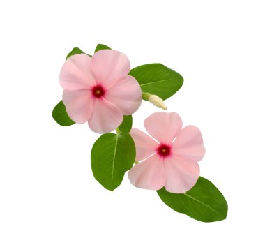 Güzel Periwinkle çiçeği beyaz arkaplanda izole edilmiş