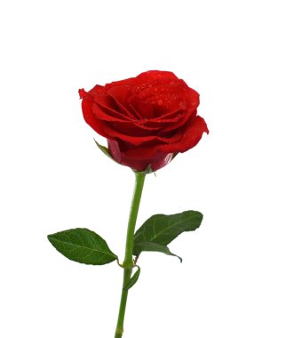 Güzel kırmızı gül çiçeği beyaz arkaplanda izole edilmiş.
