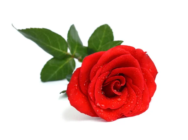 Красивый Красный Цветок Розы Изолированы Белом Фоне — стоковое фото