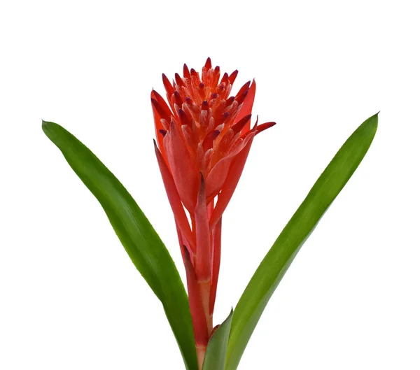 Krásný Červený Bromeliad Květ Izolované Bílém Pozadí — Stock fotografie