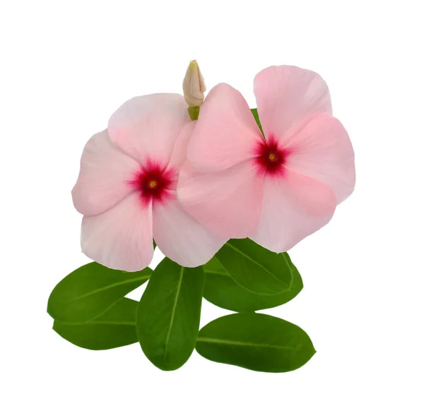 Belas Flores Rosa Periwinkle Isolado Fundo Branco — Fotografia de Stock