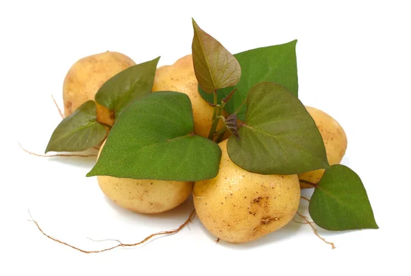 Verse Aardappelen Geïsoleerd Een Witte Achtergrond — Stockfoto