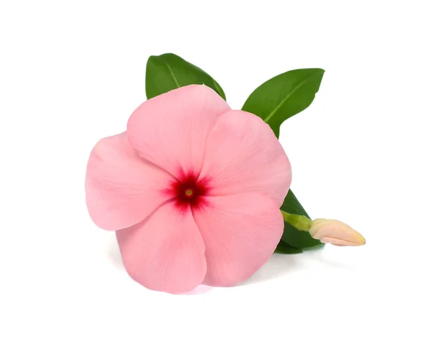 Beautiful Periwinkle Flower Isolated White Background — Stock Photo, Image
