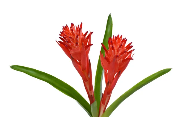 Krásný Červený Bromeliad Květ Izolované Bílém Pozadí — Stock fotografie