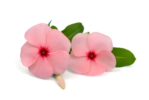 Beautiful Pink Periwinkle Flowers Isolated White Background — Stock Photo, Image