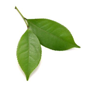 Beyaz arkaplanda yeşil çay yaprağı izole