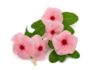 Güzel Periwinkle çiçeği beyaz arkaplanda izole edilmiş