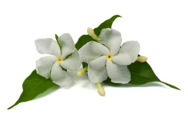 güzel Jasminum sambac çiçeği (sampaguita, melati putih) beyaz arka planda izole edilmiş