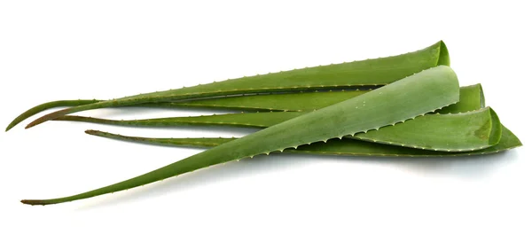 Buaya Aloe Terisolasi Latar Belakang Putih — Stok Foto