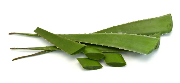 Aloe Vera Izolované Bílém Pozadí — Stock fotografie