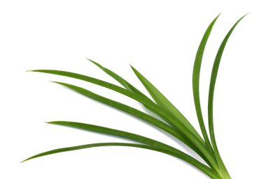 Taze Pandan yaprakları beyaz arkaplanda izole