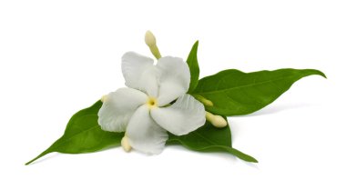 güzel Jasminum sambac çiçeği (sampaguita, melati putih) beyaz arka planda izole edilmiş