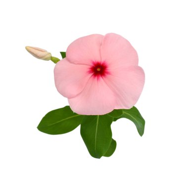 Güzel pembe Periwinkle çiçeği beyaz arkaplanda izole edilmiş.