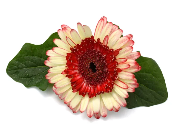 Güzel Gerbera Papatya Çiçeği Beyaz Arka Planda Izole Edilmiş — Stok fotoğraf