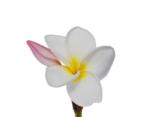 白い背景に孤立した美しい白いプルメリアのルブラの花 — ストック写真