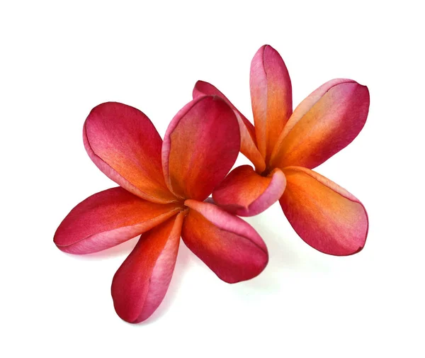 Belas Flores Plumeria Rubra Vermelho Isolado Fundo Branco — Fotografia de Stock