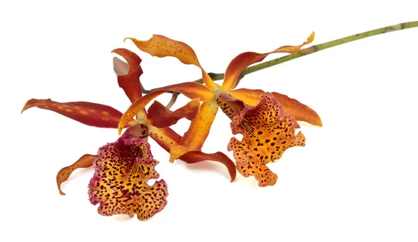 Bela Flor Orquídea Cattleya Isolado Fundo Branco — Fotografia de Stock