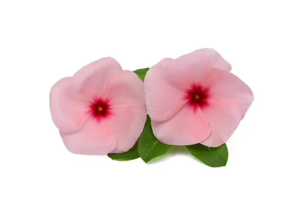 Beautiful Pink Periwinkle Flowers Isolated White Background — Stock Photo, Image