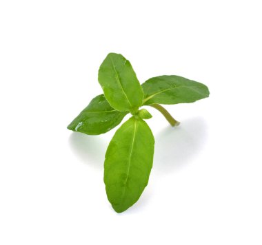 Beyaz arkaplanda izole edilmiş taze Eclipta alba (Eclipta prostrata L)