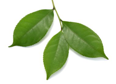 Taze yeşil çay yaprakları (kamelya sinensis) beyaz arka planda izole edilmiştir