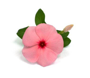 Güzel pembe Periwinkle çiçeği beyaz arkaplanda izole edilmiş.