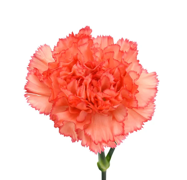 Beautiful Carnation Flower Isolated White Background — Stock Photo, Image