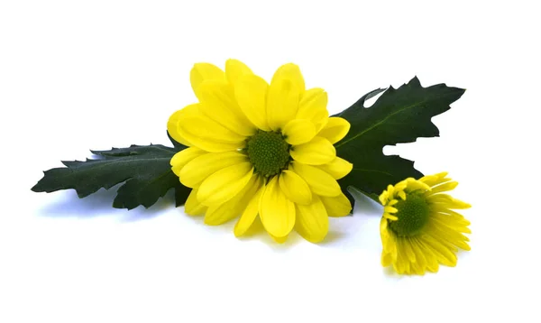 Beyaz Arkaplanda Izole Edilmiş Güzel Sarı Papatya Çiçeği — Stok fotoğraf