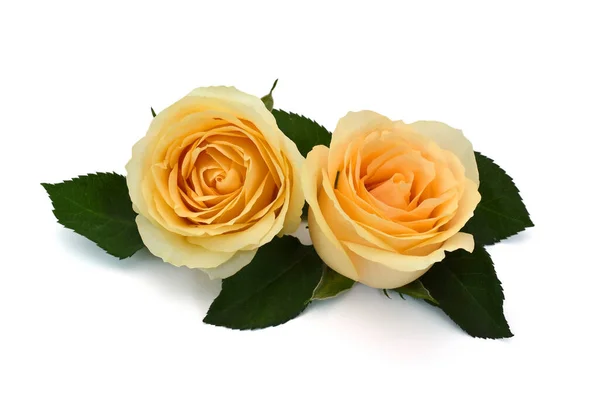 Beautiful Yellow Rose Flowers Isolated White Background — Stock Photo, Image