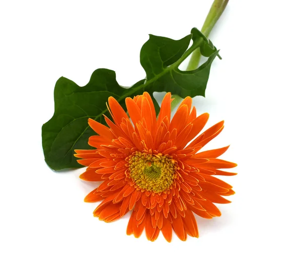 Belle Fleur Gerbera Orange Isolée Sur Fond Blanc — Photo
