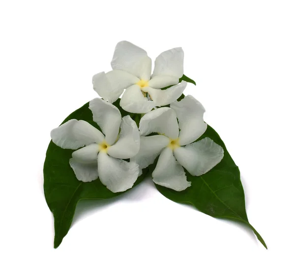 Arabian Jasmine Jasminum Sambac Flower Leaves Jasmine Tea Flower Isolated — Stock Photo, Image