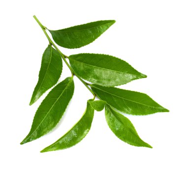 Taze yeşil çay yaprakları (kamelya sinensis) beyaz arka planda izole edilmiştir