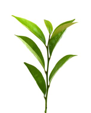 Taze yeşil çay yaprakları (kamelya sinensis) beyaz arka planda izole edilmiştir