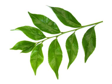 Taze yeşil çay yaprakları (kamelya sinensis) beyaz arka planda izole edilmiştir