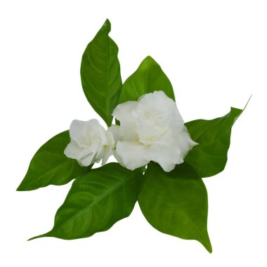 Beyaz arka planda izole edilmiş güzel beyaz sampaguita çiçekleri.